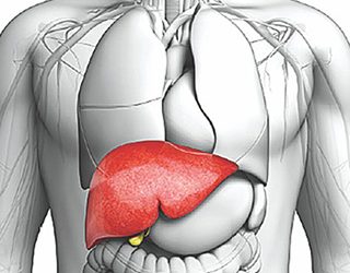 iatrika_tmimata_liver